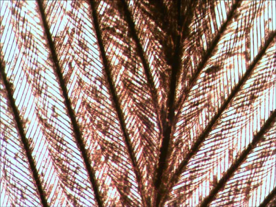 Микроскоп оптический Levenhuk Rainbow 2L / 69036 (Amethyst) - Птичьи перья под микроскопом