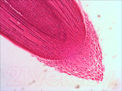 Микроскоп оптический Levenhuk Rainbow 2L / 69037 (Azure) - Корневой чехлик под микроскопом