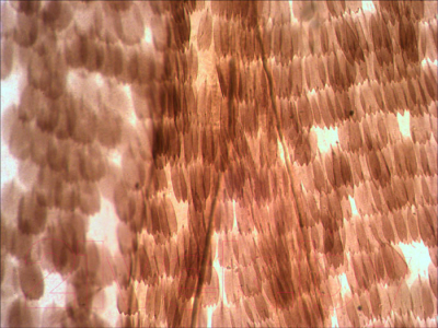 Микроскоп оптический Levenhuk Rainbow 2L Plus / 69043 (Azure) - Крыло бабочки под микроскопом