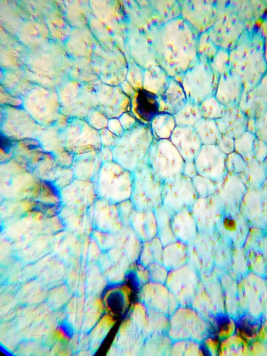 Микроскоп оптический Levenhuk LabZZ M101 / 69032 (Moonstone)