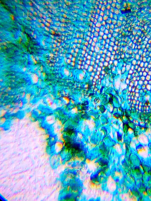 Микроскоп оптический Levenhuk LabZZ M101 / 69032 (Moonstone)