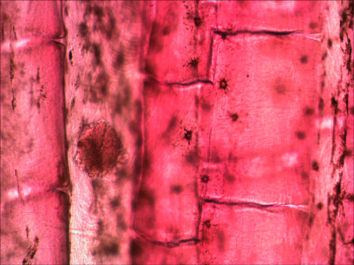 Микроскоп оптический Levenhuk Rainbow 50L / 69050 (Orange) - Плавник рыбы под микроскопом
