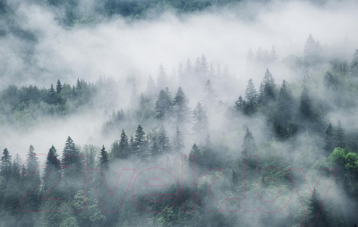 Фотообои листовые Citydecor Лес в тумане (400х254)