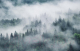 Фотообои листовые Citydecor Лес в тумане (400х254) - 
