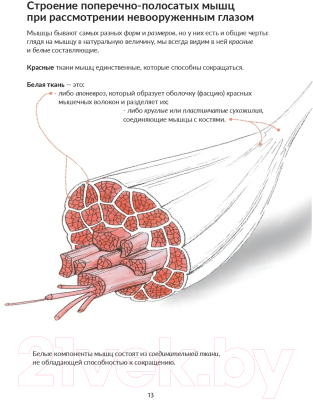 Книга Попурри Анатомия йоги: как работают мышцы (Кале-Жермен Б.)