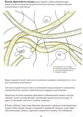 Книга Попурри Анатомия йоги: как работают мышцы (Кале-Жермен Б.)