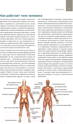 Книга Попурри Анатомия тренировок со свободными отягощениями (Джордж Р.)