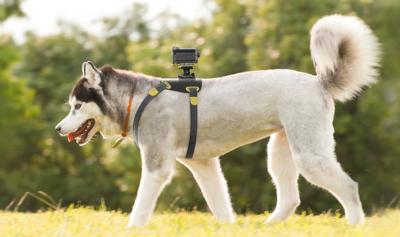 Экшн-камера Sony ActionCam HDR-AS30VD - крепление "Dog"