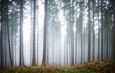 Фотообои листовые Citydecor Лес в тумане 2 (400x254)