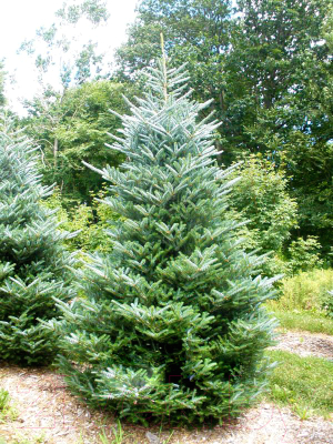 

Ель живая HD Nordic Trees, Nordmann Датская Премиум