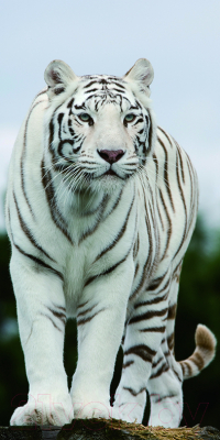 

Фотообои листовые Vimala, Тигр