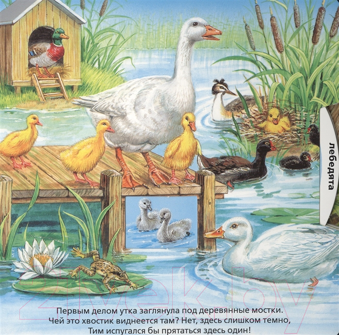 Развивающая книга АСТ У пруда — фото 3