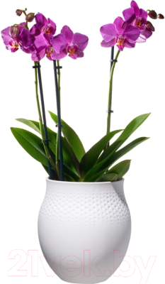 Изображение товара Ваза Villeroy & Boch Collier Blanc / 10-1681-5511 (белый)
