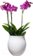 Миниатюра изображения товара Ваза Villeroy & Boch Collier Blanc / 10-1681-5511 (белый)
