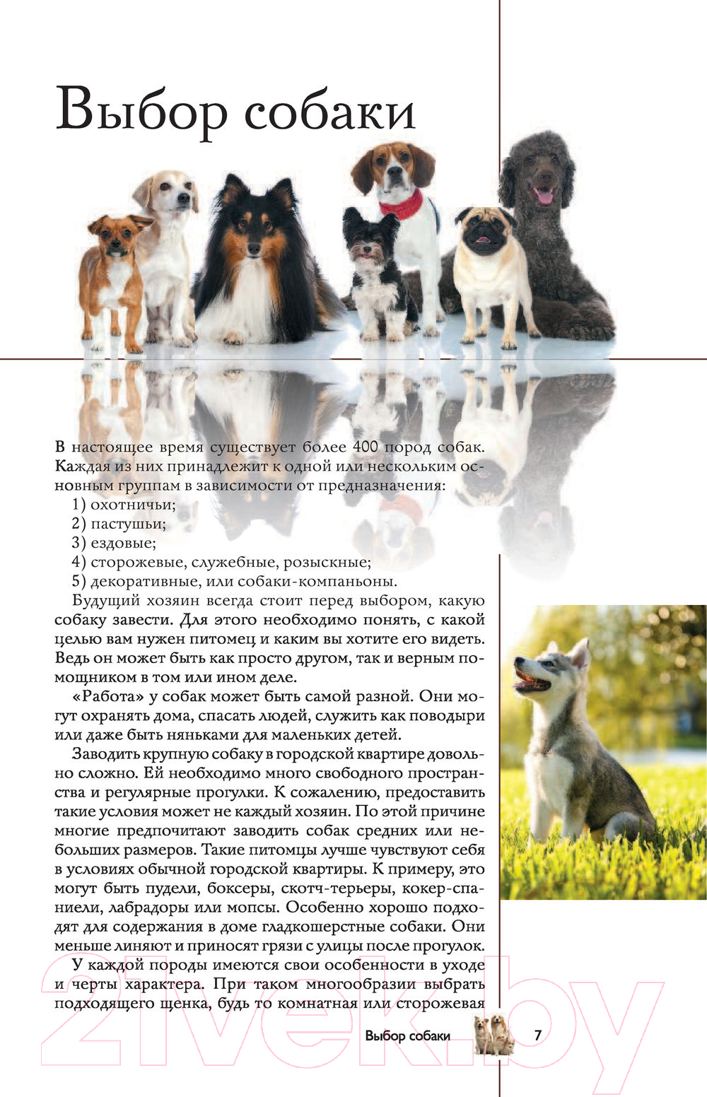 Книга АСТ Собаки. Популярный иллюстрированный гид (Барановская И.) — фото 6