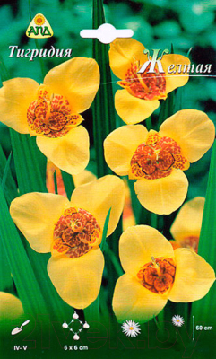 Семена цветов АПД Тигридия Желтая / A30679 (10шт)