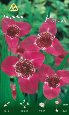 Семена цветов АПД Тигридия Розовая / A30681 (10шт)
