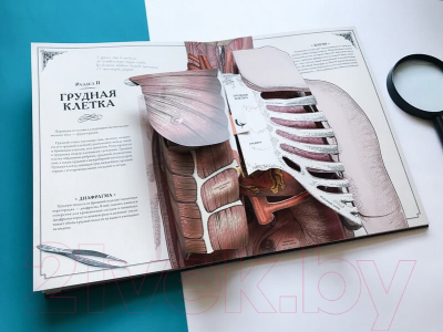 Книга МИФ Тело человека. Интерактивная книга-панорама (Уолкер Р., Колдуэлл Р.)