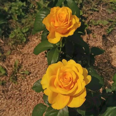 Саженец цветка Zelensad Роза чайно-гибридная Керио