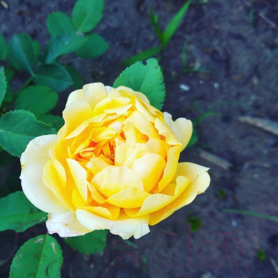 Саженец цветка Zelensad Роза чайно-гибридная Керио