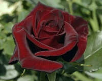 Саженец цветка Zelensad Роза чайно-гибридная Черная магия - 