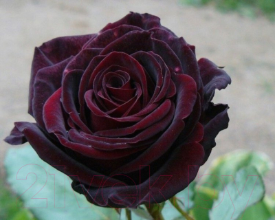 Саженец цветка Zelensad Роза чайно-гибридная Черная магия