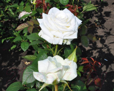 Саженец цветка Zelensad Роза чайно-гибридная Боинг
