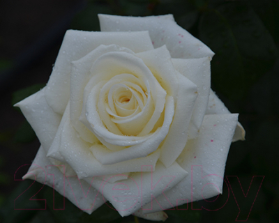 Саженец цветка Zelensad Роза чайно-гибридная Боинг