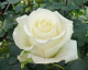 Саженец цветка Zelensad Роза чайно-гибридная Боинг - 