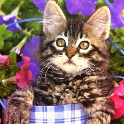 

Набор алмазной вышивки РЫЖИЙ КОТ, Котенок в цветах / AC20042