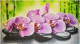 Панель ПВХ Grace Усиленная Орхидея Ванда (602x1002x5мм) - 