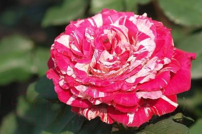 Саженец цветка АПД Роза Бест Импрешн / A40526
