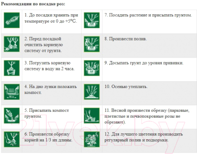 Саженец цветка АПД Роза Бест Импрешн / A40526