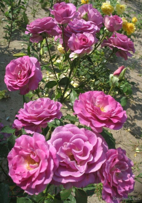 Саженец цветка АПД Роза Виолетт Парфюм / A40071