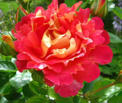 Саженец цветка АПД Роза Люстиге / A40168