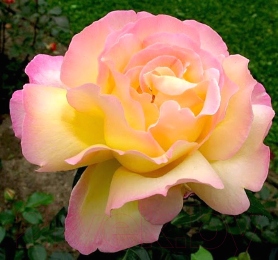 Саженец цветка АПД Роза Мадам Мейан / A40175
