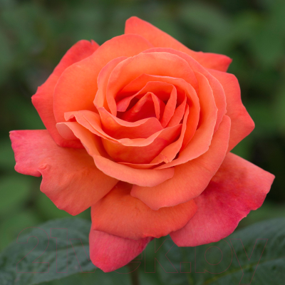 Саженец цветка АПД Роза Орандж Пейшн / A40218