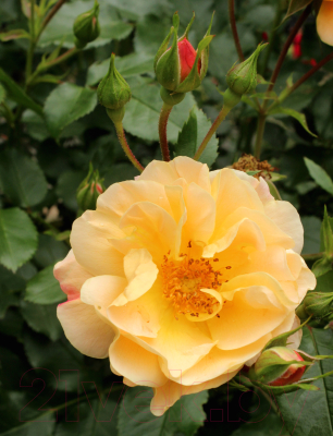 Саженец цветка АПД Роза Седана / A40497