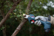 Миниатюра изображения товара Секатор аккумуляторный Bosch Pro Pruner 0.601.9K1.021