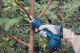 Миниатюра изображения товара Секатор аккумуляторный Bosch Pro Pruner 0.601.9K1.021