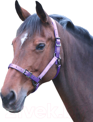 Недоуздок для лошади Shires PRO регулируемый COB / 410/PURPLE/COB (фиолетовый)