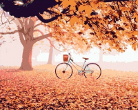 Картина по номерам Palizh Велосипед (40x50см) - 