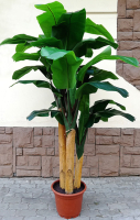 Искусственное растение ForGarden Дерево Banana Tree 210cm / FGN BF01710 - 