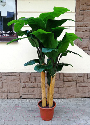 Искусственное растение ForGarden Дерево Banana Tree 210cm / FGN BF01710