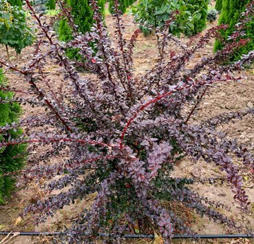 

Саженец Красный клен, Барбарис тунберга Atropurpurea