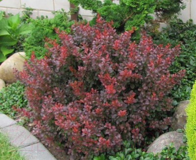 

Саженец Красный клен, Барбарис тунберга Atropurpurea Nana