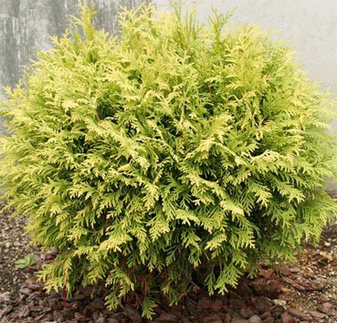 

Саженец Красный клен, Туя западная Golden Globe