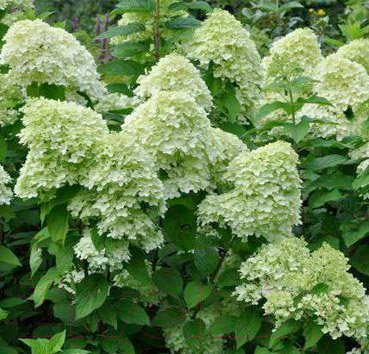 

Саженец Красный клен, Гортензия метельчатая Limelight