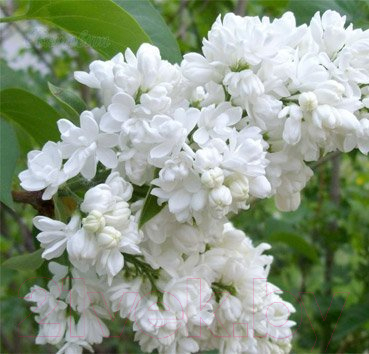 

Саженец Красный клен, Сирень обыкновенная Aucubufolia