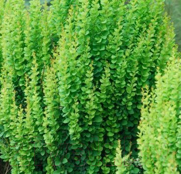 

Саженец Красный клен, Барбарис тунберга Erecta